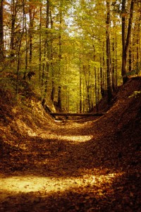 Natchez Trail Through Forest